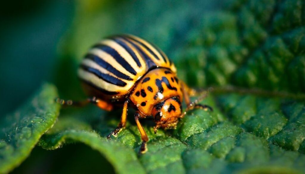 keep garden pests out naturally