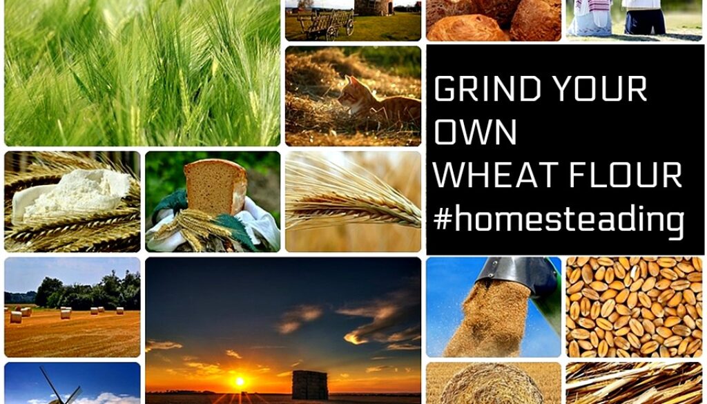 make wheat flour