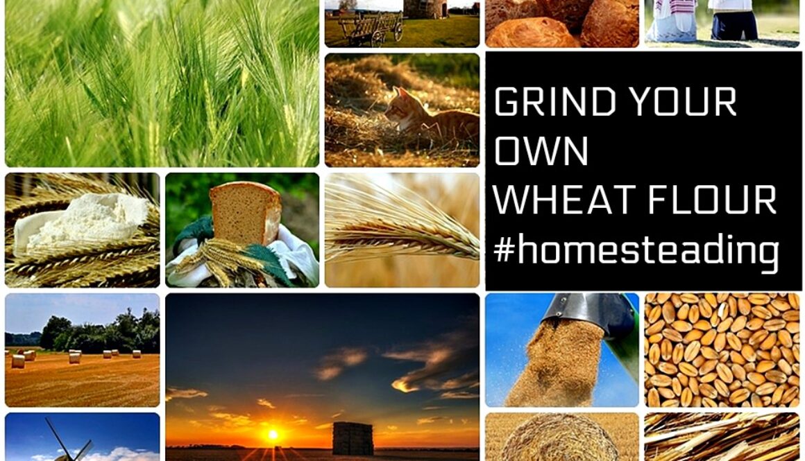 make wheat flour