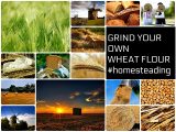 How to Process Your Own Wheat Flour - Full Instructional 5 Minutes