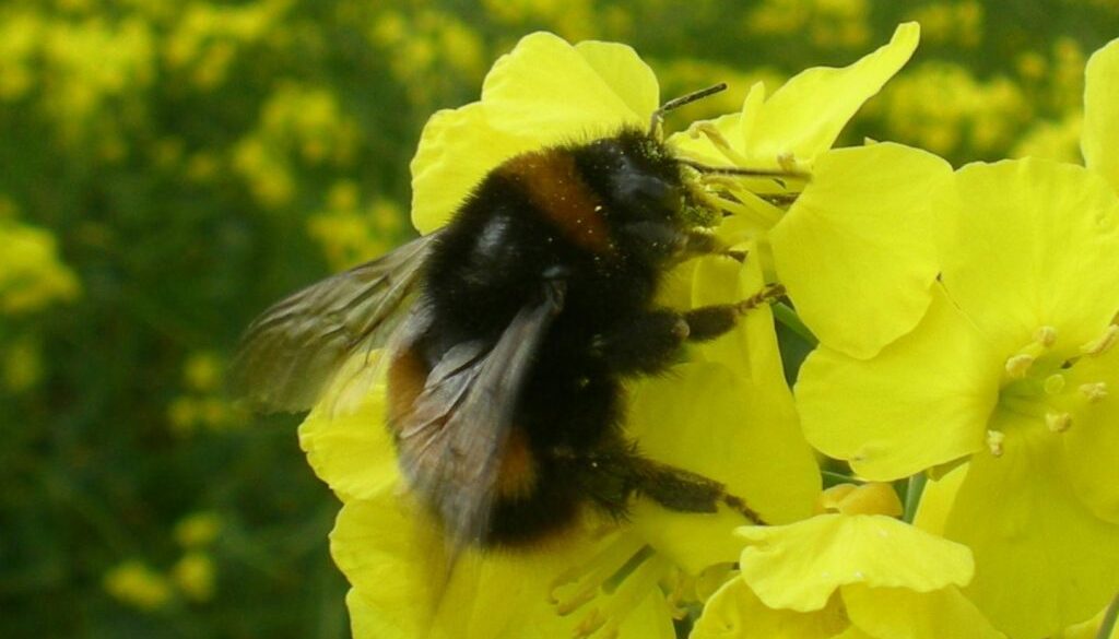 neonics bumble bees