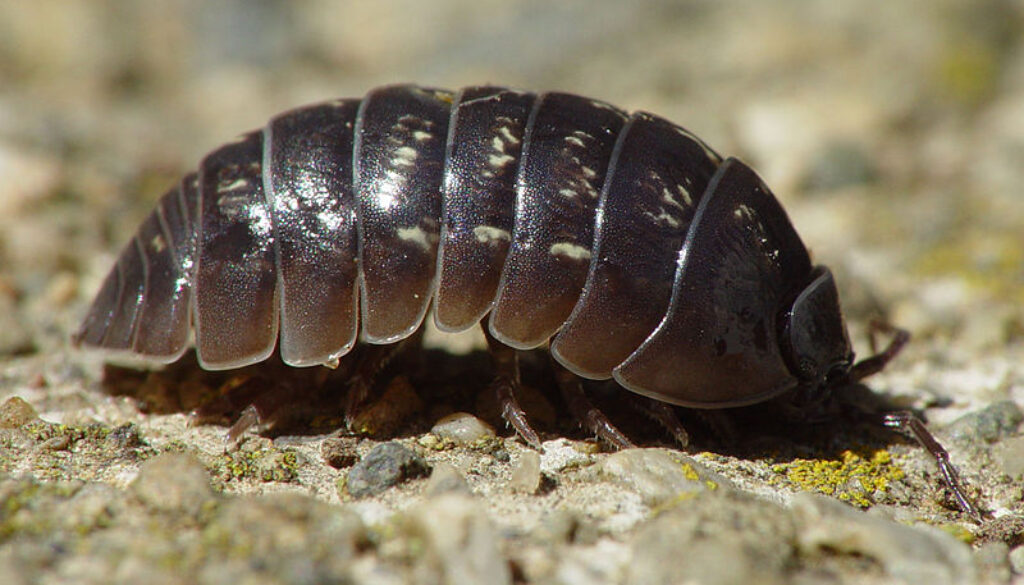 800px-Armadillidium_vulgare_001