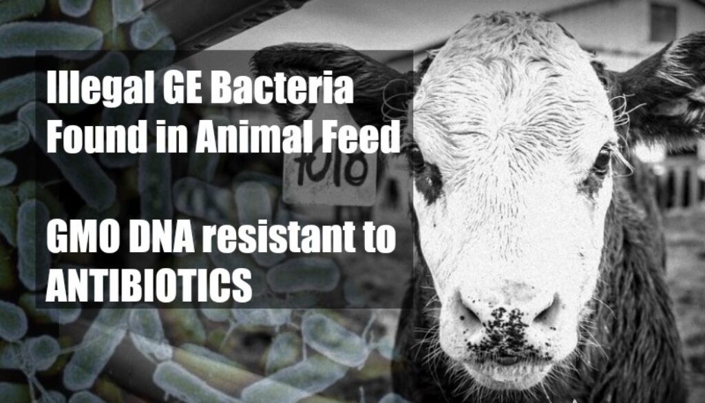 GE bacteria