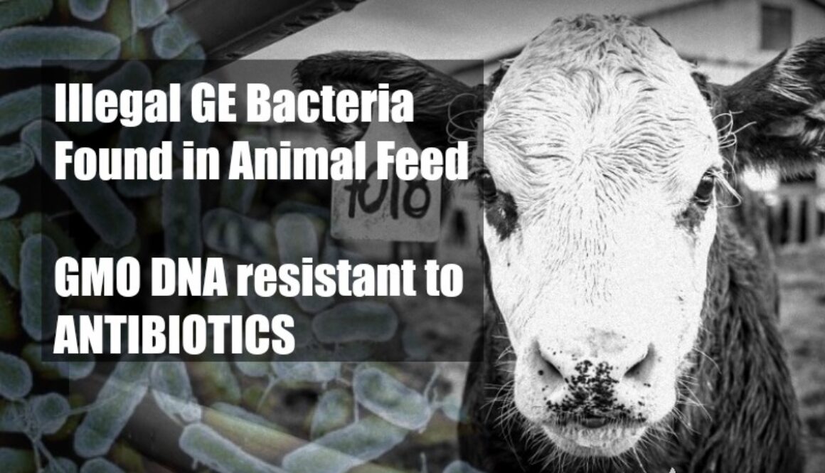 GE bacteria