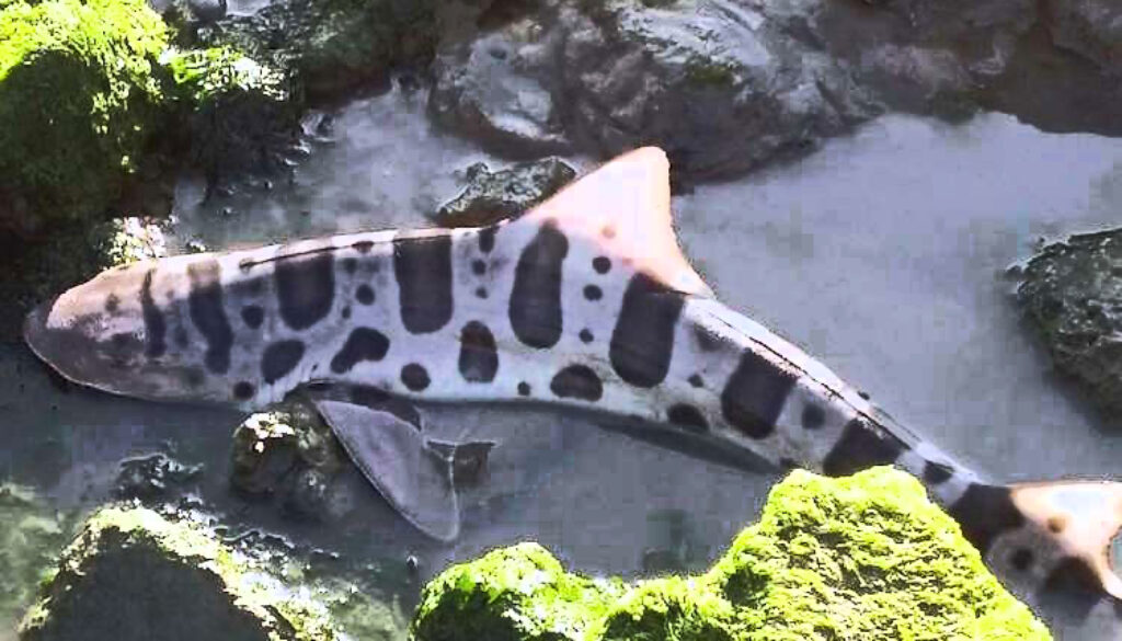 Leaopard-Shark-Dead