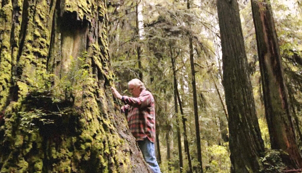 Old-Growth-Redwoods