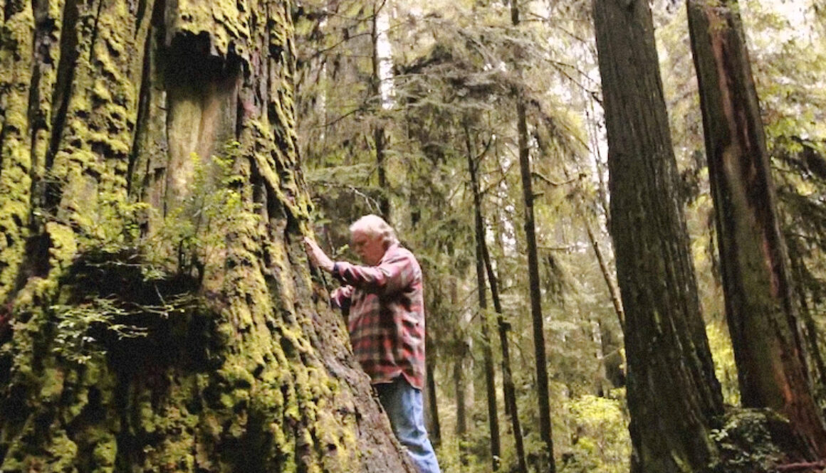 Old-Growth-Redwoods