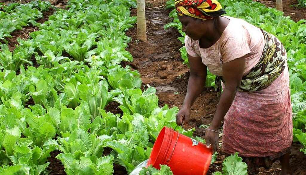 Woman_watering_crops,_Tanzania (1)