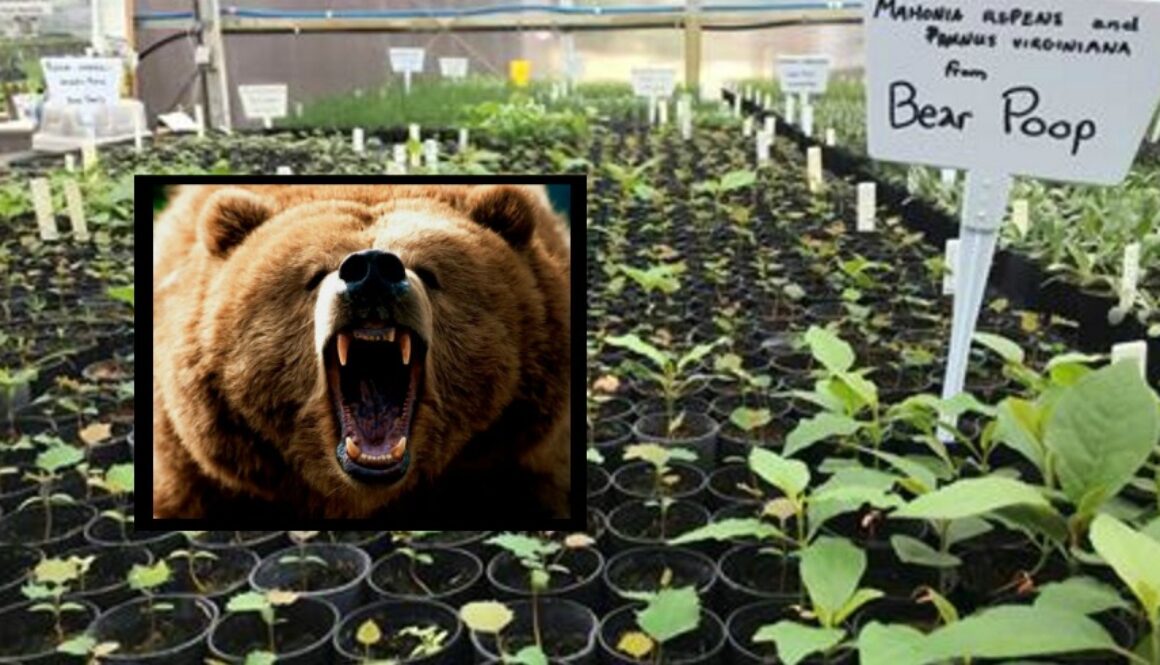 bear poop
