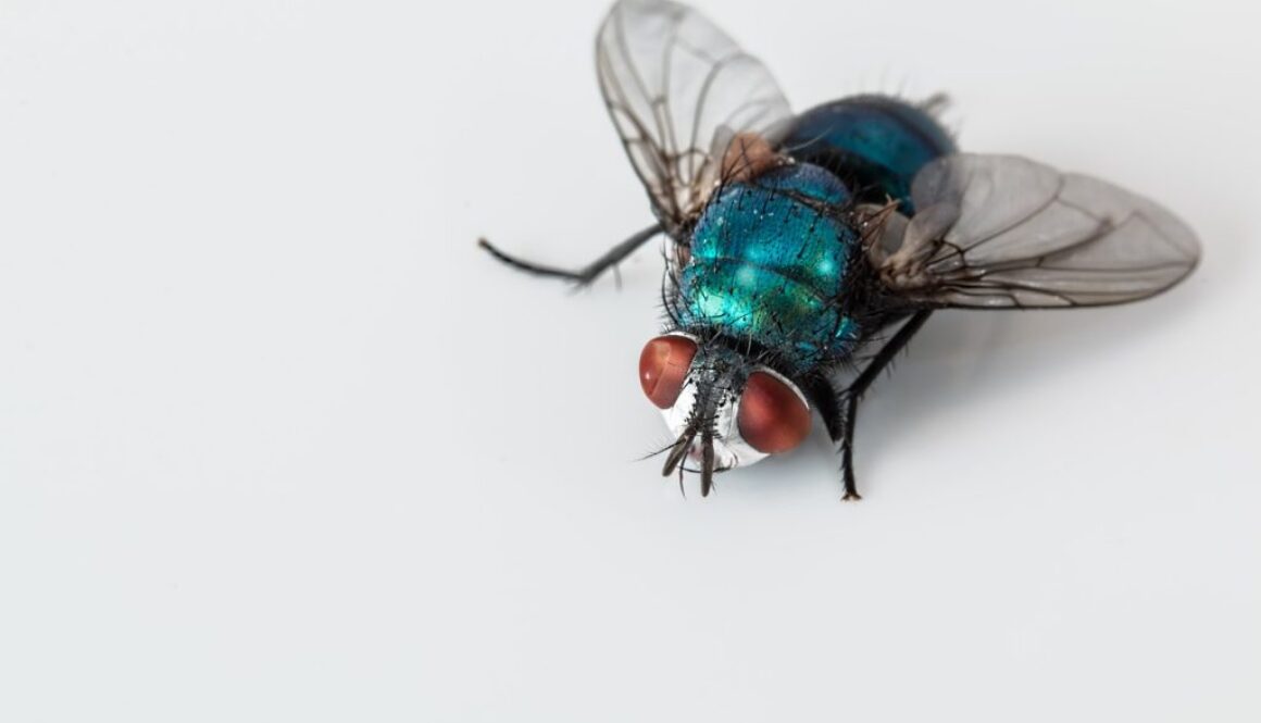 blowfly-2151453_1280