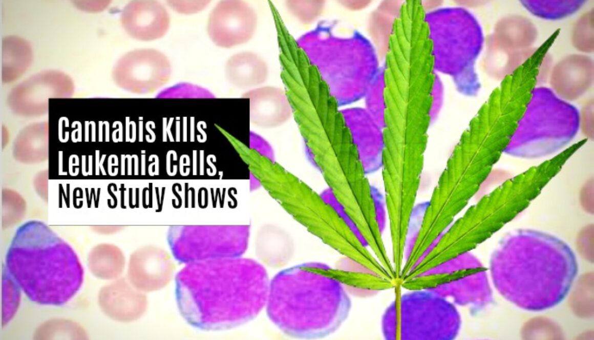 cannabis kills leukemia cells