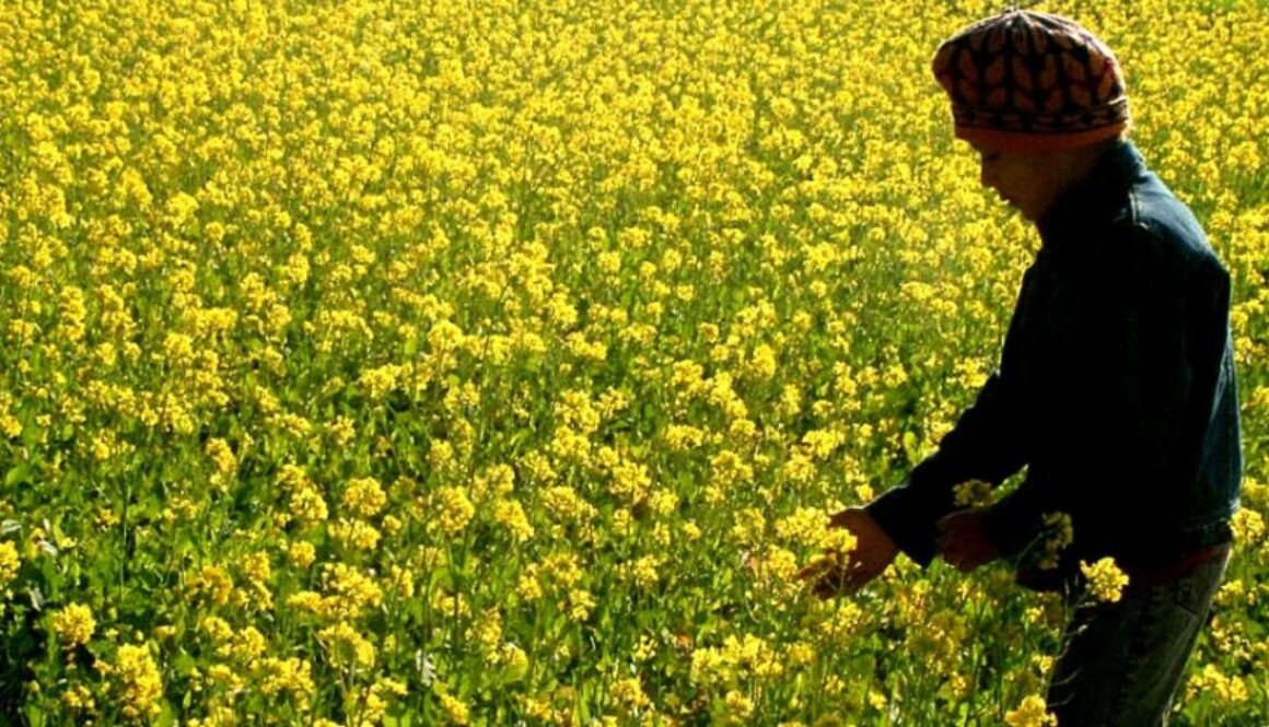 gm mustard
