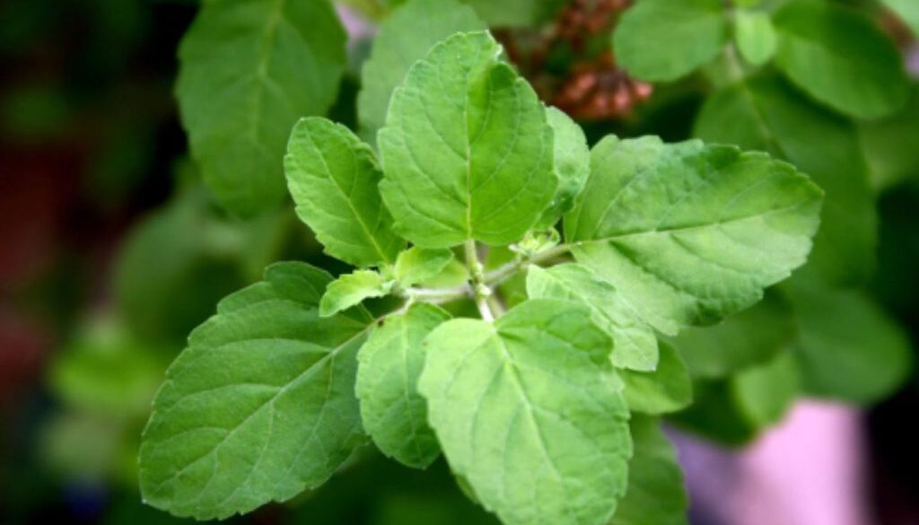 holy basil doctor's health press
