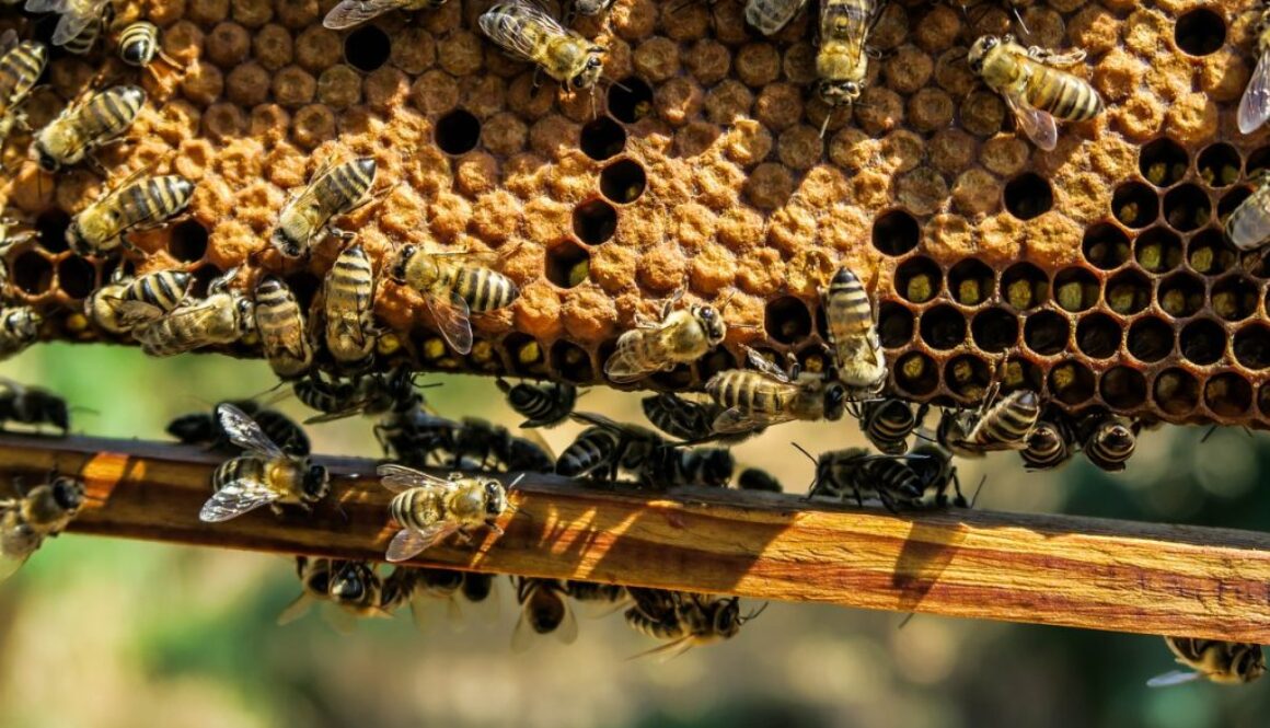 honeybee hive pixabay