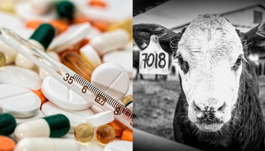 maryland antibiotics