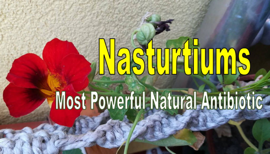 nasturtiums-1