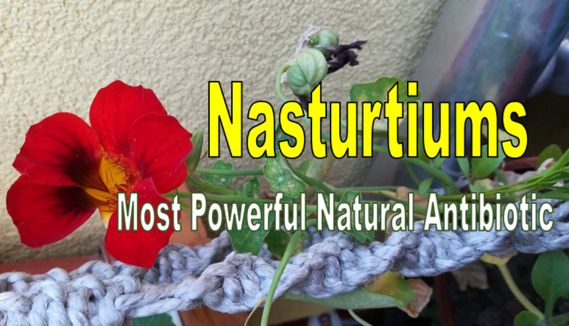 nasturtiums-1