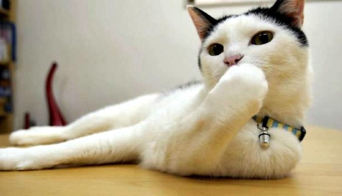 office cats (1)