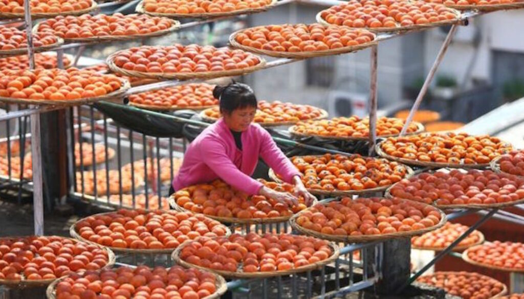 persimmon drying china