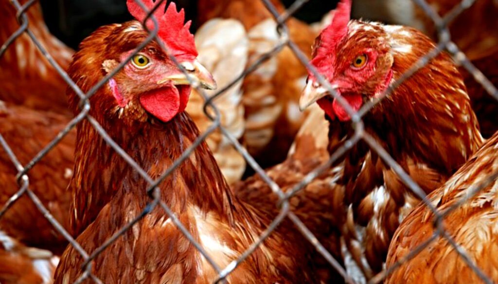 poultry inspection