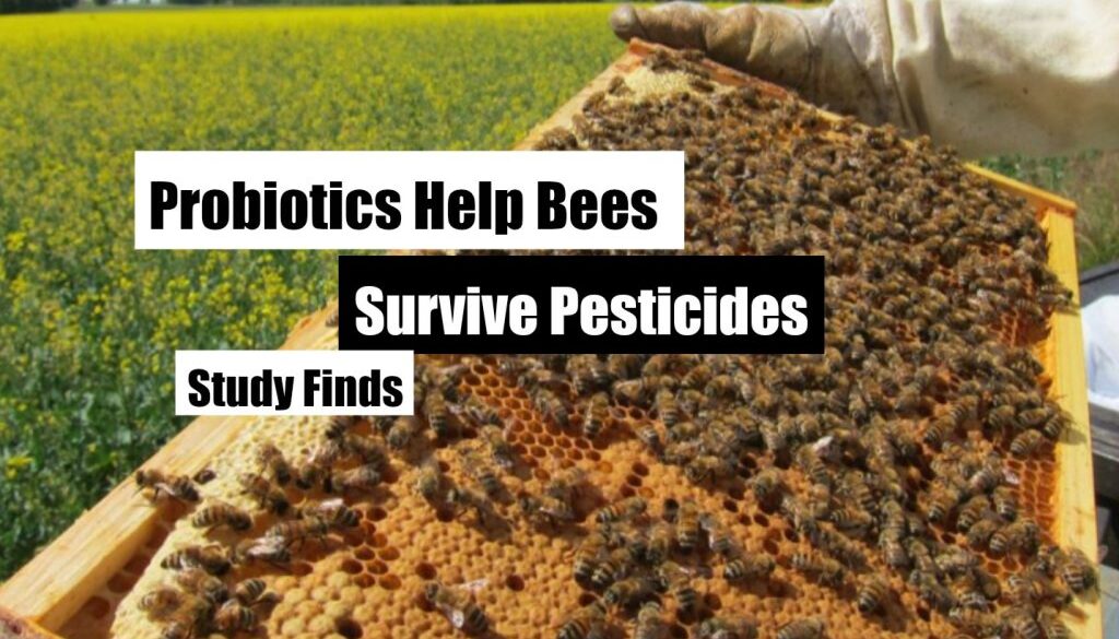 probiotics bees