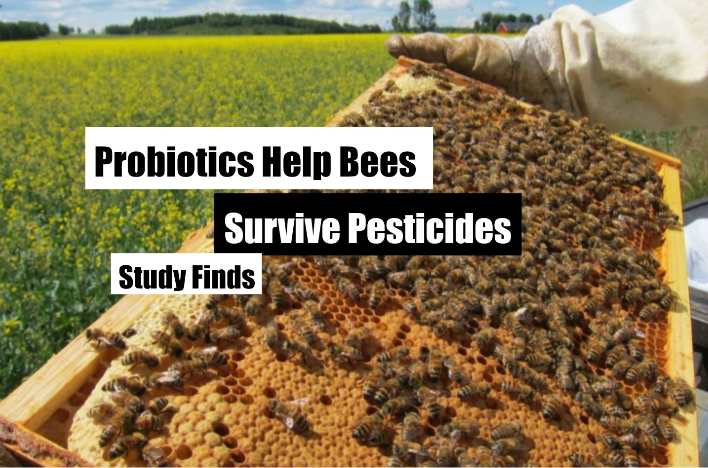 probiotics bees