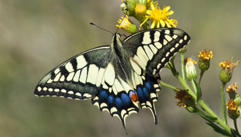butterfly pollinator