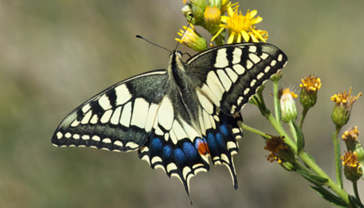 butterfly pollinator