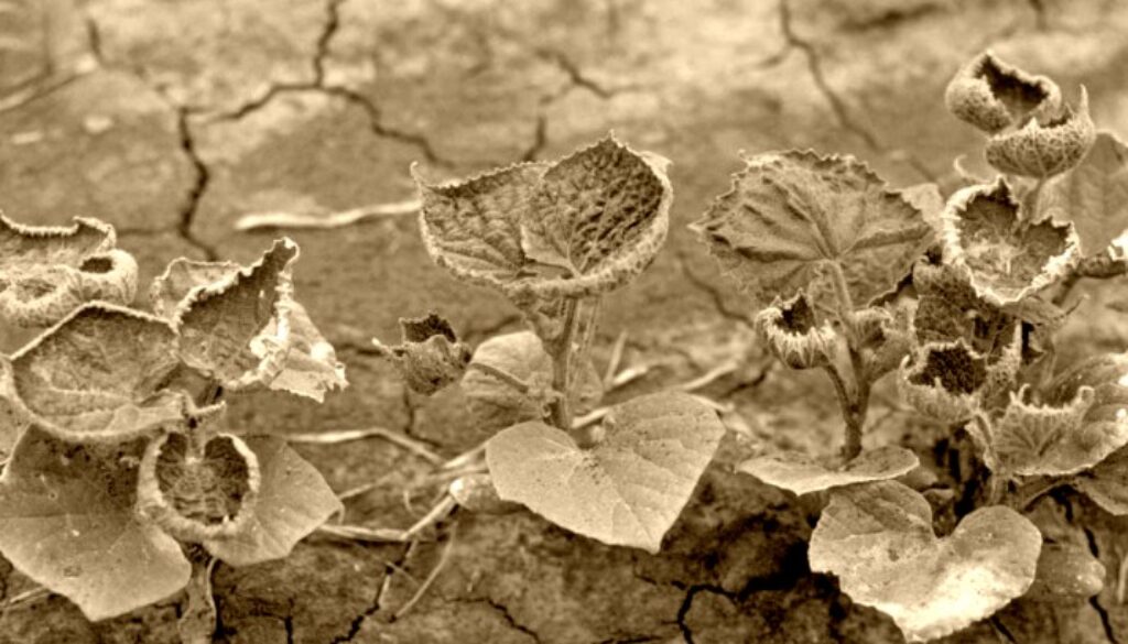 dicamba 1