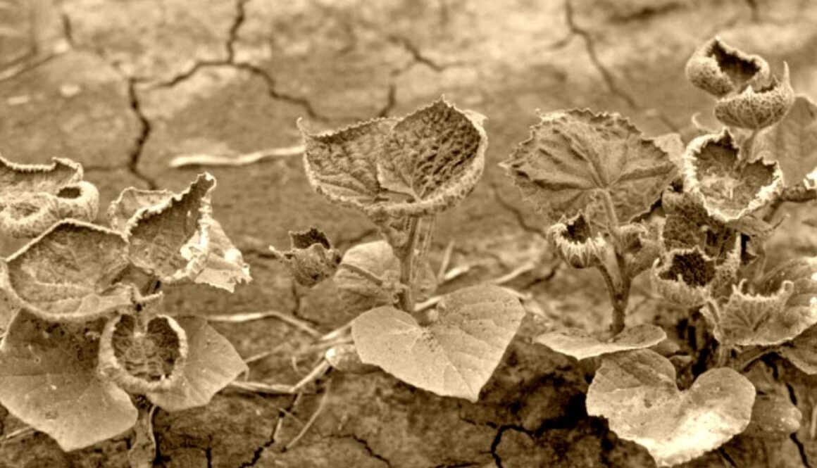 dicamba 1