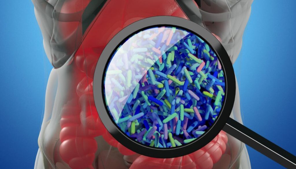 gut microbiome the conversation