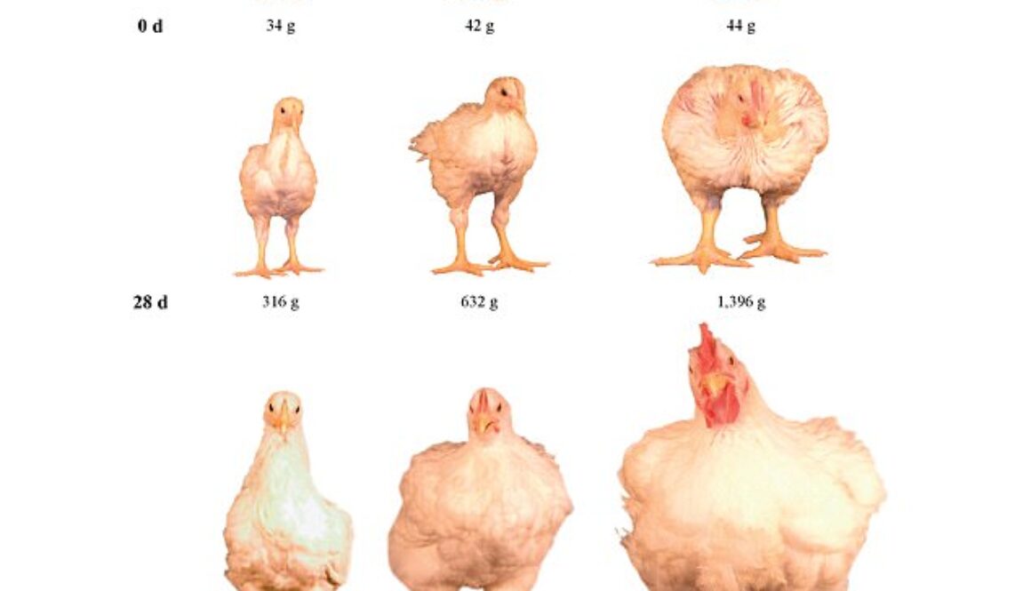 Growth, efficiency, and yield of commercial broilers from 1957, 1978, and 20051