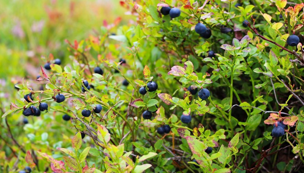 blueberries flavonoids pixabay