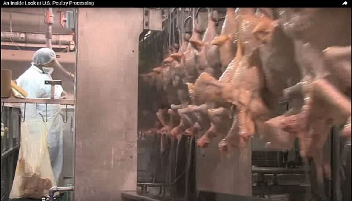 chickens chlorine