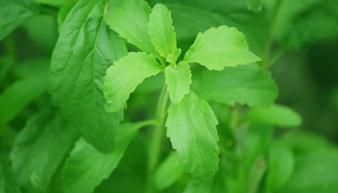 stevia-74187_1280