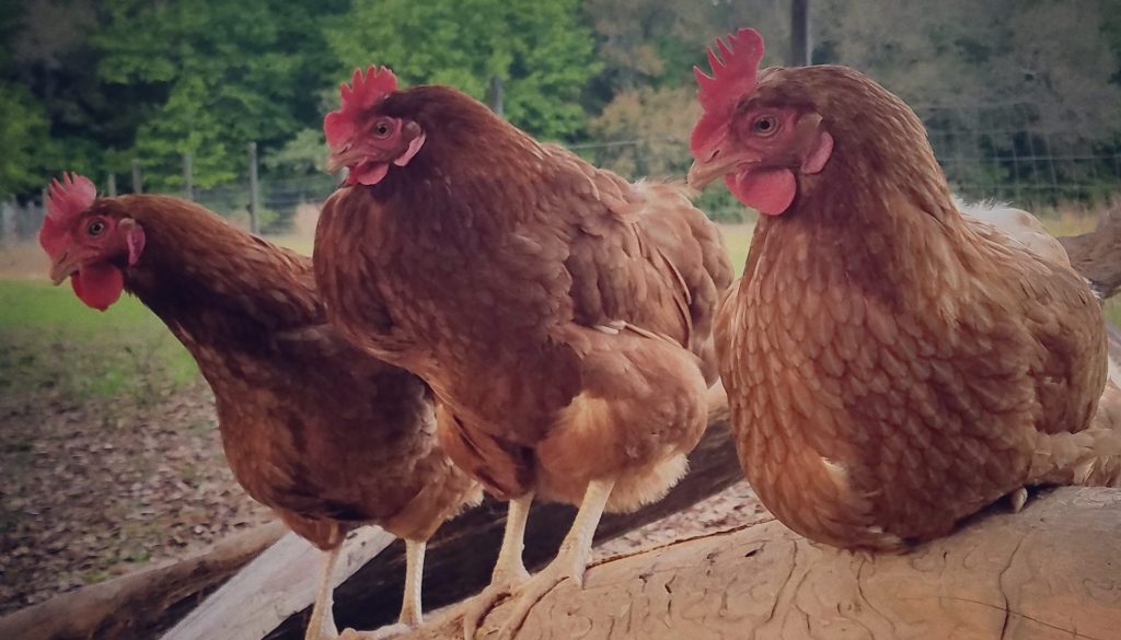 chickens-e1508524787929