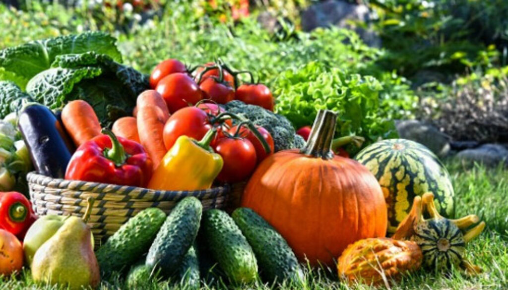 veggie-garden1