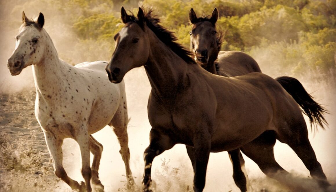 three horses two dark and one white running throgh the desert freely
