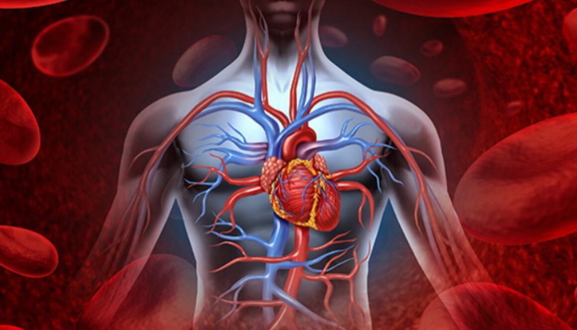 Human Heart Blood System