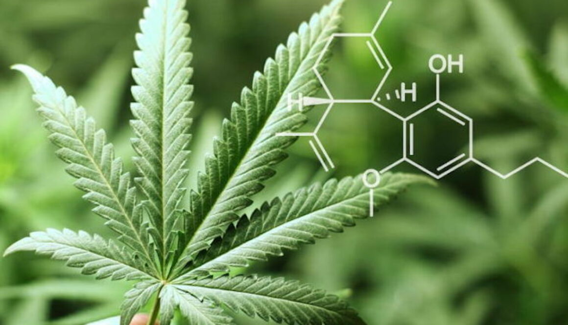 cbd-cannabis waking times