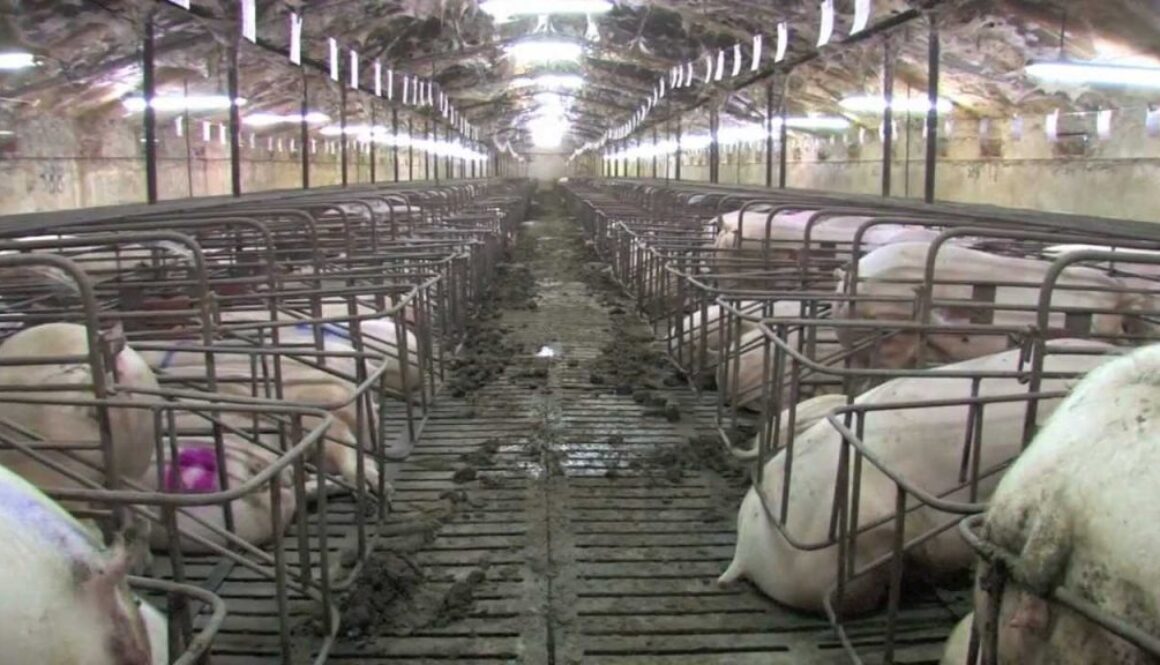 corporate pig farm