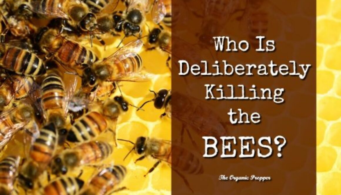 Who-Is-Deliberately-Killing-the-Bees-600x400