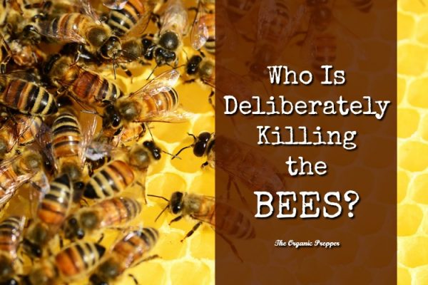 Who-Is-Deliberately-Killing-the-Bees-600x400 Who-Is-Deliberately-Killing-the-Bees-600x400