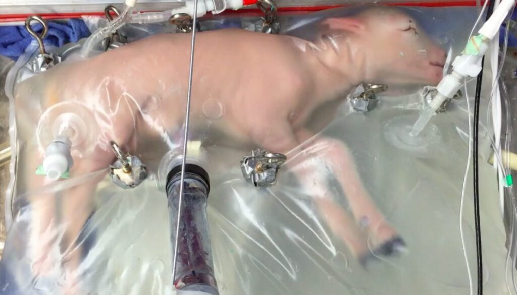 artificial womb baby sheep lamb humans next