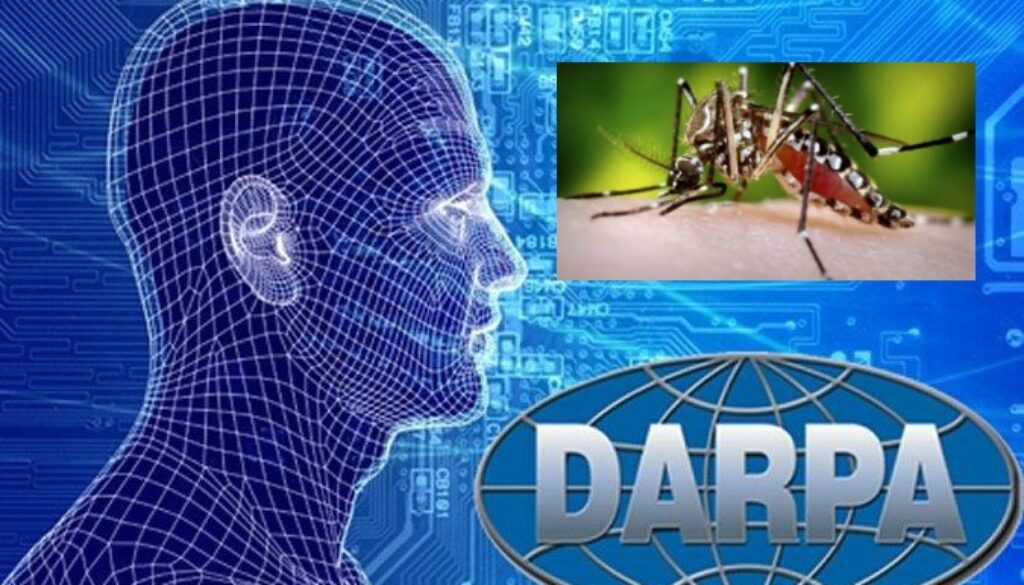 darpa gm mosquitoes