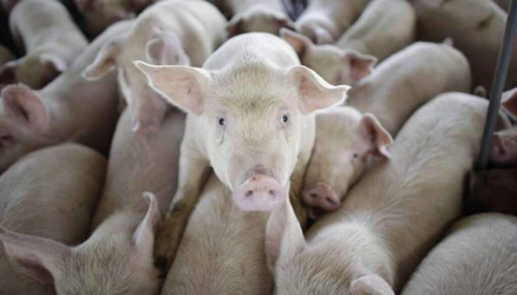 idaho-aggag-smackdown