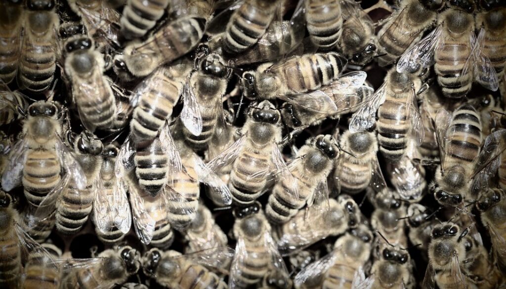 killing bees