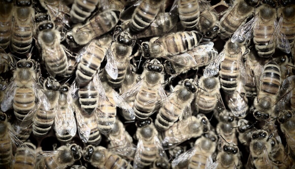 killing bees