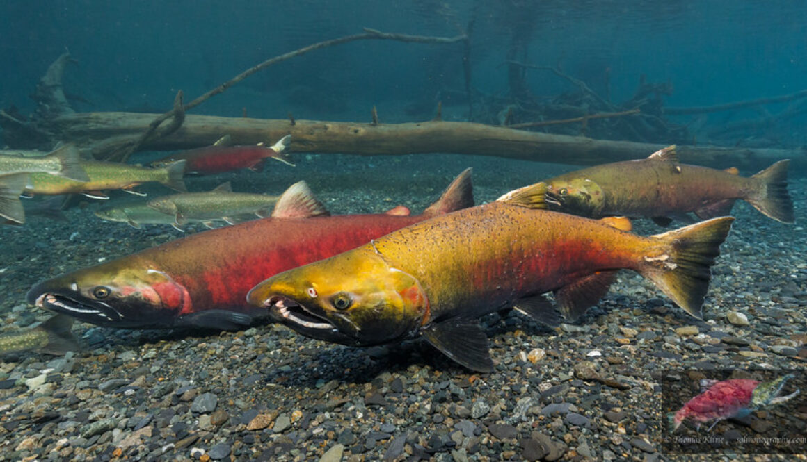 Male Coho Salmon face-off