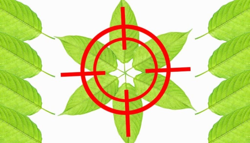 2bigstock-Mitragyna-Speciosa-159262064-768x513